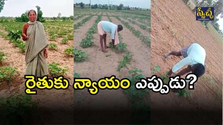 Hard Time for Farmers( Image credit: swetcha reporter)