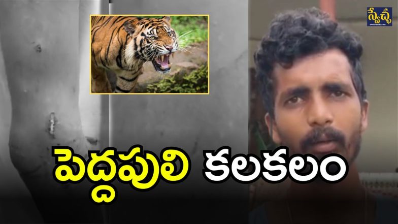 Tiger Attack (imagecredit:twitter)