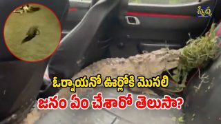 Viral Video (Image Source: twitter)