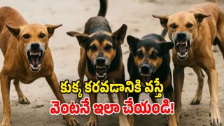 Stray Dogs (Image Source: Twitter)