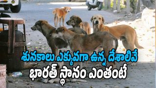 Dog Population