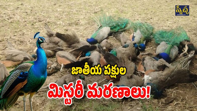 Karnataka Mysterious (Image Source: Twitter)