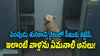 Pet dog