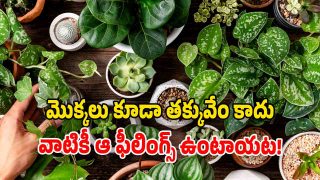 Plants (Image Source: Freepic)