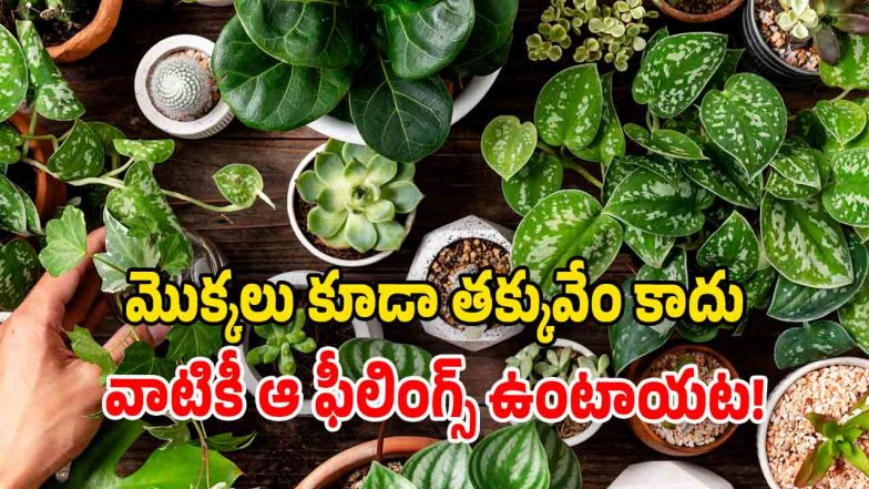 Plants (Image Source: Freepic)