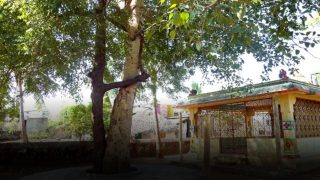 Raavi Neem Tree ( Image Source: Twitter)
