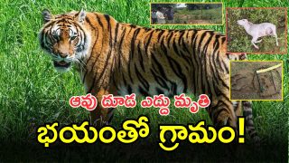 Leopard Spotted(image CREDIT: TWITTER OR FREE PIC OR SWTCHA REPORTER)