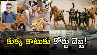 Stray Dogs ( IMAGE credit: Twitter or swetcha reporter)