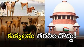 Sc on Stray Dogs( iMAGE credit: twitter)