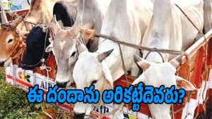 Cattle-smuggling