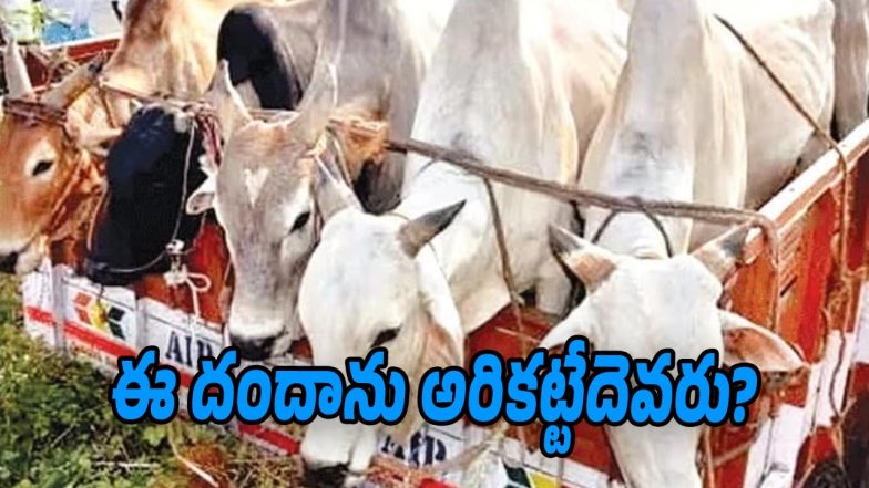 Cattle-smuggling