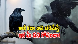 Crows (Image Source: Freepic)
