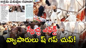 Illegal Cattle Transport( image CREDIT: SWETCHA reporter)