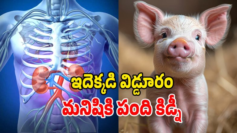 Pig Kidney Transplant (image Source: twitter and Freepic)