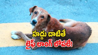 Stray Dogs (Image Source: Free Pic)