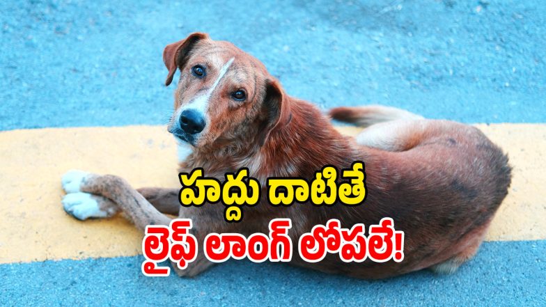 Stray Dogs (Image Source: Free Pic)