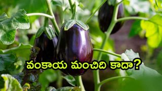 brinjal