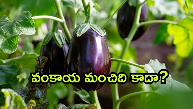 brinjal