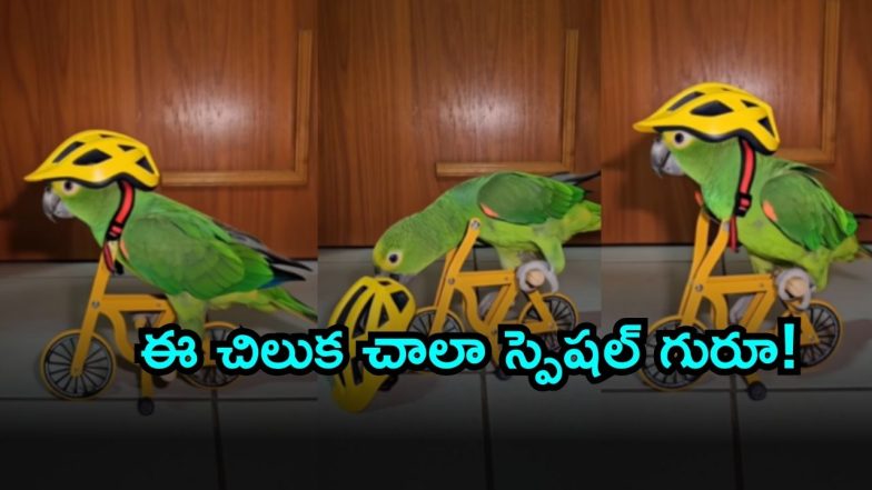 parrot ( Image Source: Twitter)