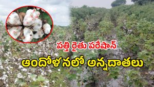 Cotton Crop (imagecredit:swetcha)