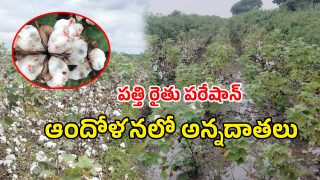 Cotton Crop (imagecredit:swetcha)