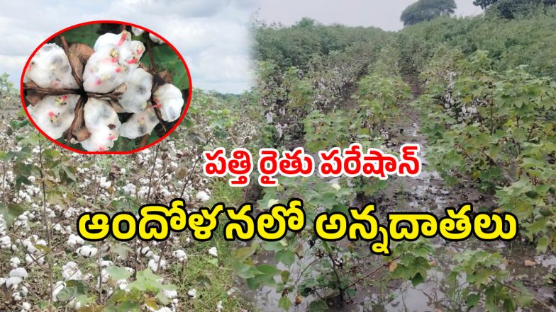 Cotton Crop (imagecredit:swetcha)