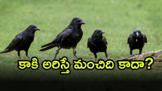crows ( Image Source: Twitter)