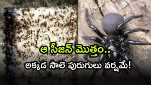 Australia ( Image Source: Twitter)