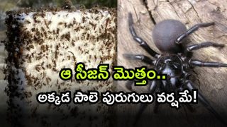 Australia ( Image Source: Twitter)