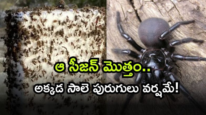 Australia ( Image Source: Twitter)