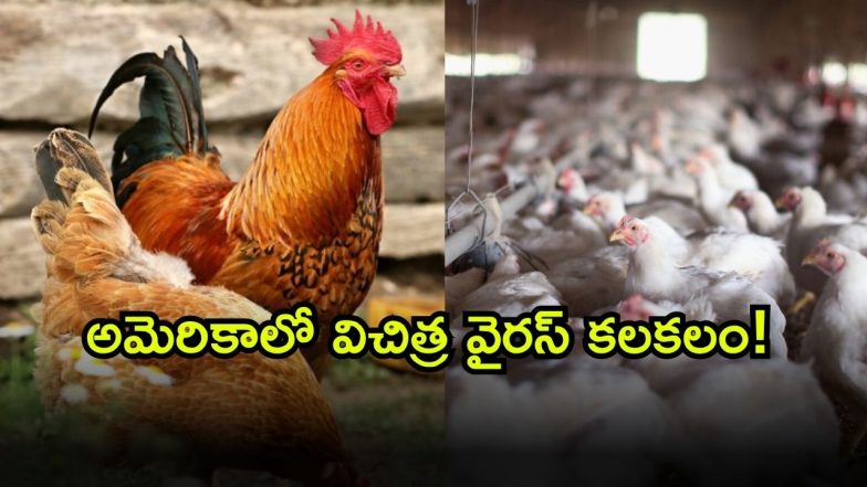 Bird Flu Case ( Image Source: Twitter)