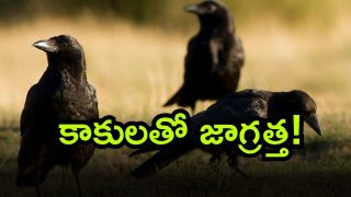 crows 2 ( Image Source: Twitter)