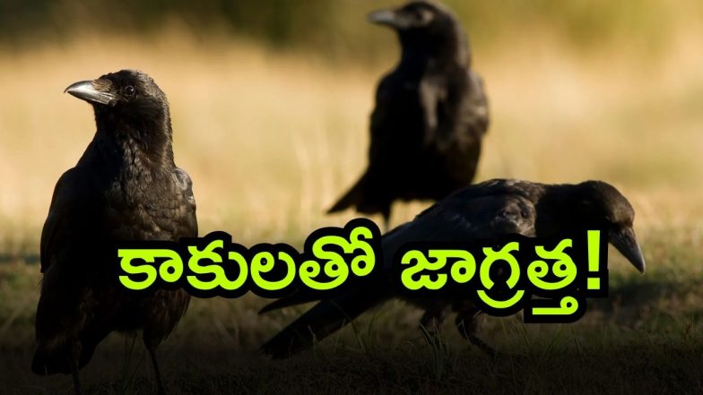 crows 2 ( Image Source: Twitter)