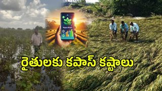 Kapas Kisan App (imagecredit:swetcha)