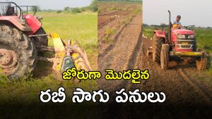 Rabi Season (imagecredit:swetcha)