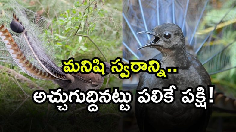 Lyrebird ( Image Source: Twitter)