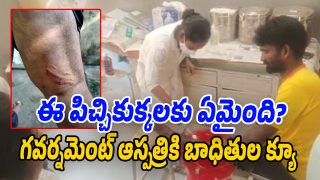 Mad-Dogs (Image source Swetcha)