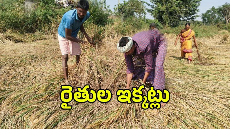 Paddy Harvest Delay (imagecredit:swetcha)