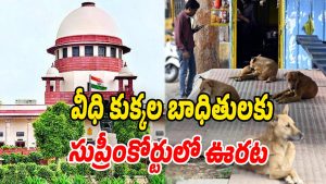 Stray-Dog-Case (Image source Twitter)