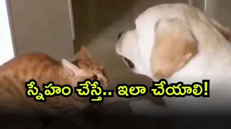 Dogs Image Source ( pexels )