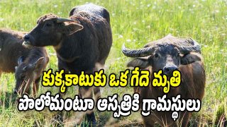 Buffelo-Death (Image source X)