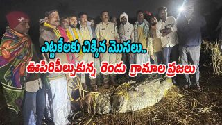 Crocodile-Captured (Image source Swetcha)