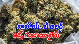 Ganja (Image source X)