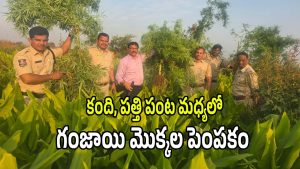 Ganja Plants (imagecredit:swetcha)