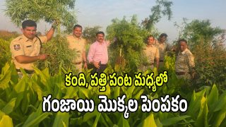 Ganja Plants (imagecredit:swetcha)