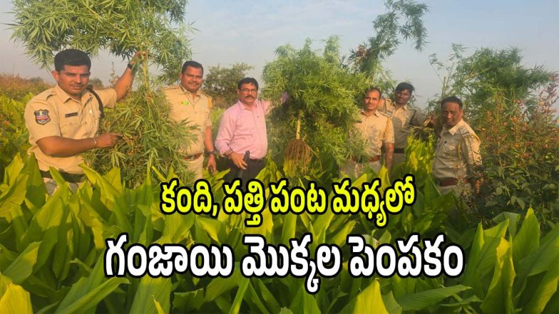 Ganja Plants (imagecredit:swetcha)