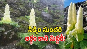 Sikkim Sundari (Image Source: Twitter)