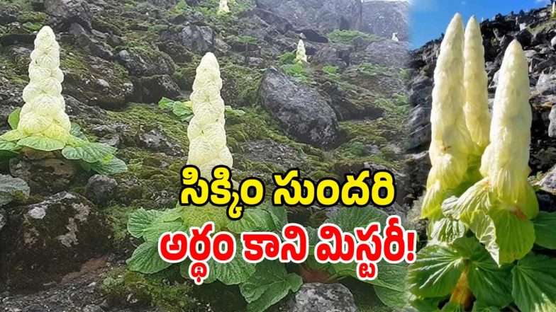 Sikkim Sundari (Image Source: Twitter)