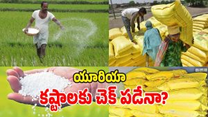 Urea Shortage ( image credit: swetcha reporter)