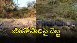 Palm Tree Workers (imagecredit:swetcha)